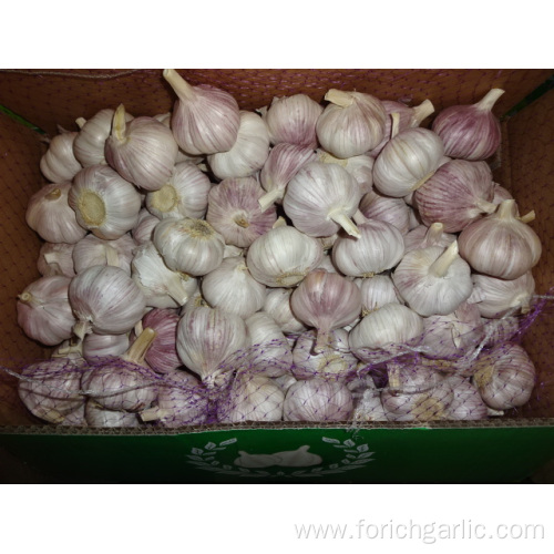 Normal White Garlic Fresh Crop 2019 Size 5.0